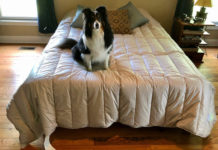 Casper Mattress Review Casper bed with dog