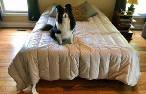 Casper bed with dog